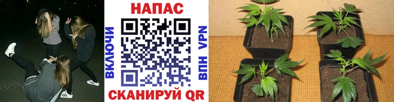 Марихуана Bruce Banner  где можно купить наркотик  Братск 
